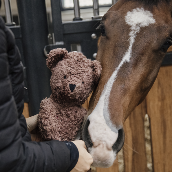 Horse teddies on sale
